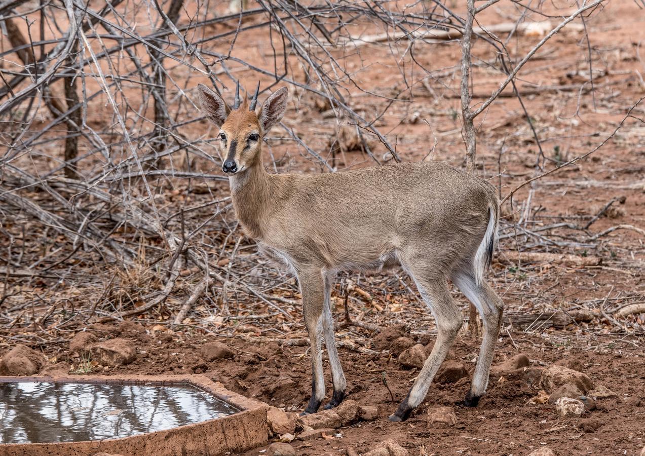 Mawusi Bush Lodge Hoedspruit Luaran gambar